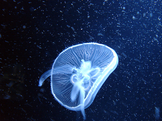 electric jellyfish overlay