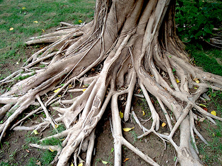 tree roots screenshot
