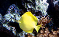 yellow fish thumbnail